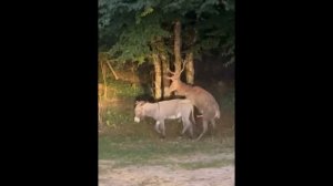Олень спаривается с Ослом