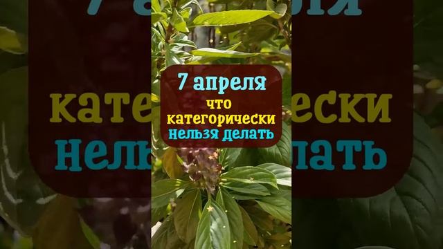 7 апреля православный праздник Благовещение Пресвятой Богородицы. Что нельзя делать Народные примет