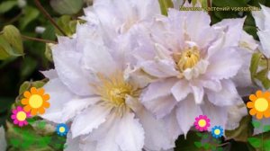 Клематис гибридный Дансинг Кинг. Краткий обзор, описание характеристик clematis Dancing King