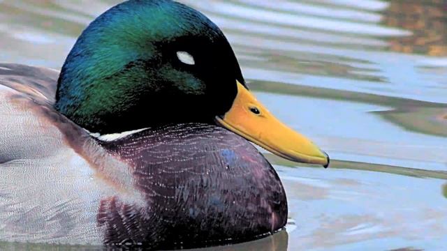 Кряква - Mallard