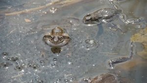 Весенний хор дальневосточной лягушки Frog song
