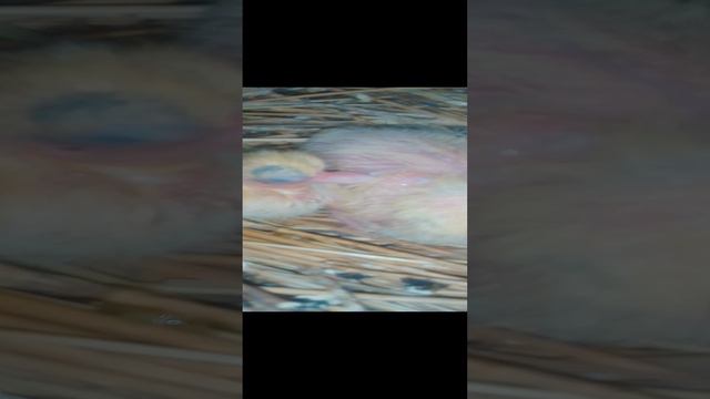 Птенцы Голубей