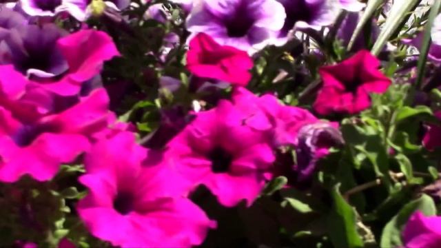 CANON LEGRIA HF R506 [FHD] THE FOUNTAINS ON THE ESPLANADE OF CITY HALL BRAILA - ROMANIA смотреть онлайн