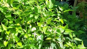 ANOTHER LOOK AT THE SWEET AUTUMN CLEMATIS & A FEW OTHER THINGS SEPT. 6, 2022🌻💛🌻