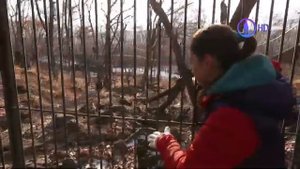 Чудесная дружба  Тигр Амур и козёл Тимур