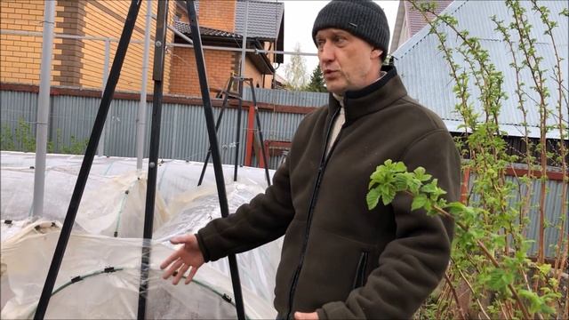 Весенний разгон винограда в Подмосковье или немного правды про ОГ в Подмосковье.