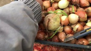 КАК ПРОВЕРИТЬ ЛУК НА ЗАЧАТКИ? Лук на перо.