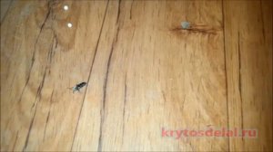 Короед древоточец в доме, как избавиться. Смотрите описание.