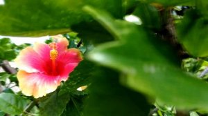 Exotic Hawaiian Sunset Hibiscus