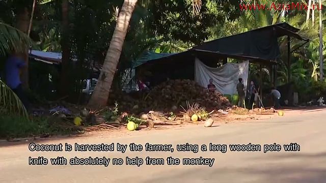 Aziamix представляет Кокосовое масло Agrilife на WorldFoodMoscow 2019 смотреть онлайн