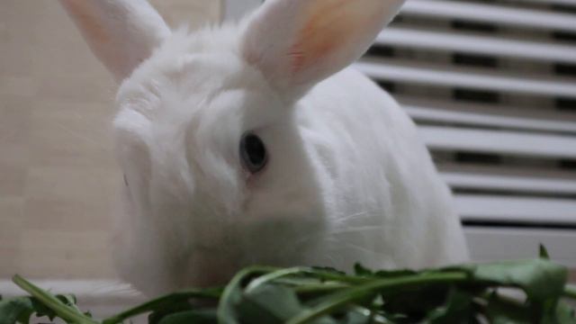 Кролик ест зелень 