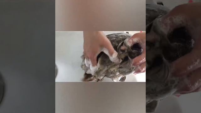 Пилинг кожи головы смотреть онлайн