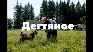 Дегтяное