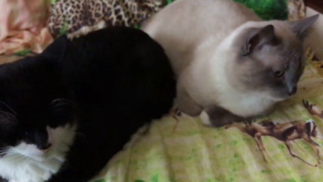 Лев и Барс отдыхают. смотреть онлайн