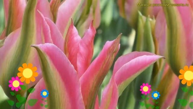 Тюльпан гибридный Виричик. Краткий обзор, описание характеристик, где купить луковицы Virichic смотреть онлайн