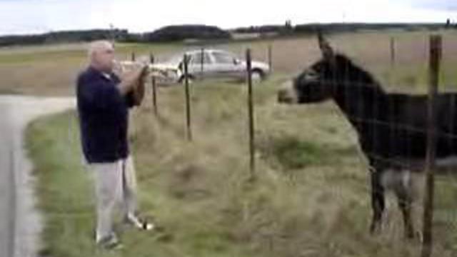 Мужик осла видео
