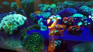 Калипсо Аква