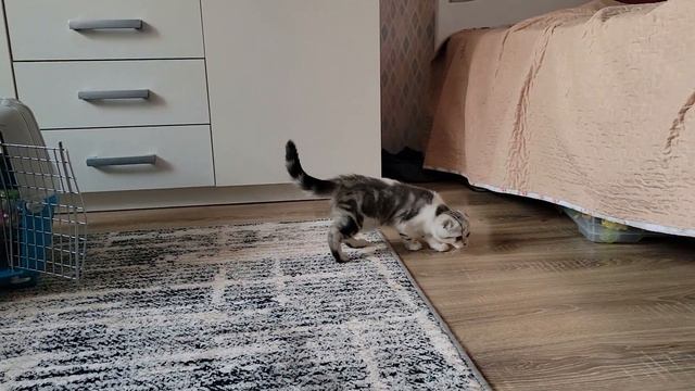 В нашей Семье появилась Милая, Ласковая Кошечка по имени Лола ❤ смотреть онлайн