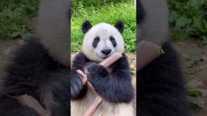 Панда и бамбук