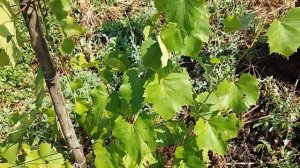 Сорт винограда КИЕВСКИЙ ФИОЛЕТОВЫЙ/ морозостойкий до  -30°С.