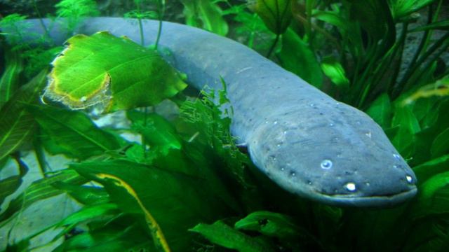 Интересные факты о рыбах смотреть онлайн