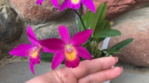 ЦВЕТЕНИЕ миниатюрной Cattleya Chain-Tzy Guiding'Chain-Tzy Red Top' и Толумнии!