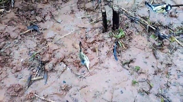 Возвращение.Ловля певчих птиц на ОС. смотреть онлайн