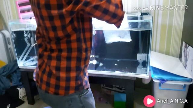 UNBOXING IKAN SNAKEHEAD CHANA RED MARU смотреть онлайн