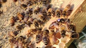 Опалитки для маток. Обзор опалиток первого сезона 2. Именные опалитки.