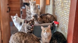 Сколько нужно еды накормить животных в приюте?Помогите купить корм?help the animal shelter with fo