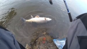 Рыбалка на жереха весной на Москве реке.