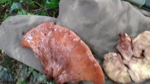 Beefsteak fungus  (Fistulina hepatica)