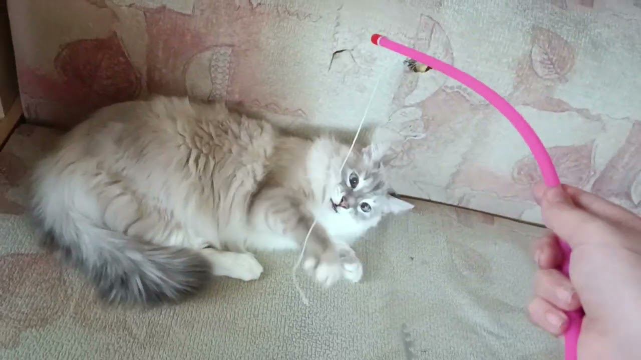 Ункас⬜,Чара⬜⬛ и Рик⬛⬜ смотреть онлайн