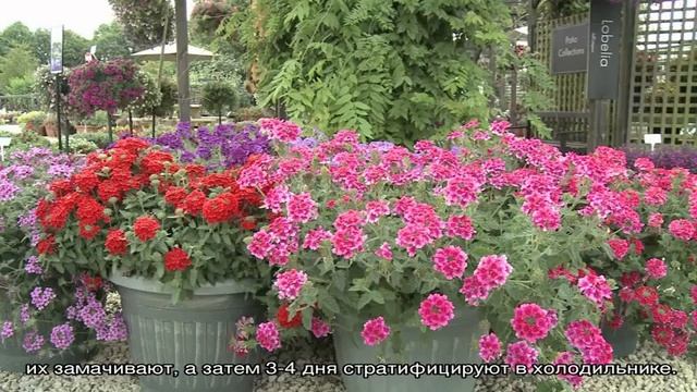 Вербена гибридная: выращивание из семян, сорта, Идеал смотреть онлайн