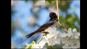 От птицы к птице.. Константин Бальмонт.