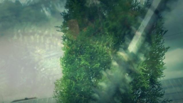 Фигурная обрезка деревьев и кустов в Могилеве