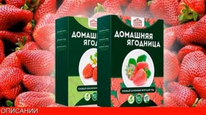 Как выращивать клубнику круглый год