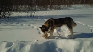 Эта хаски как помойная собака. Ест все подряд, а отобрать никак нельзя