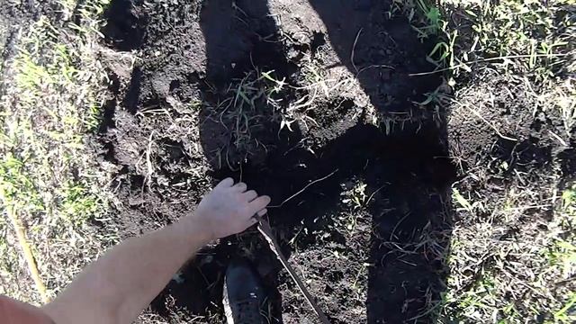 Дачное утро. Охота на слепыша. смотреть онлайн