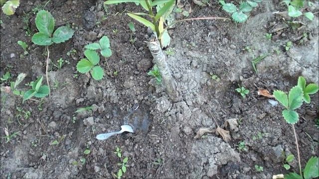 Как бороться с медведкой. Сайт sadovymir.ru смотреть онлайн