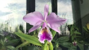Cattleya labiata amesiana - обзор цветения