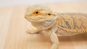 Bearded Dragon eats a mouse and quail chick