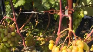 @Виноград 2018  Виноград Сенсация в Полтаве