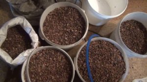 Кедровый орех. Провеиваем от пустых орешков и шелухи. Сеим через сито.