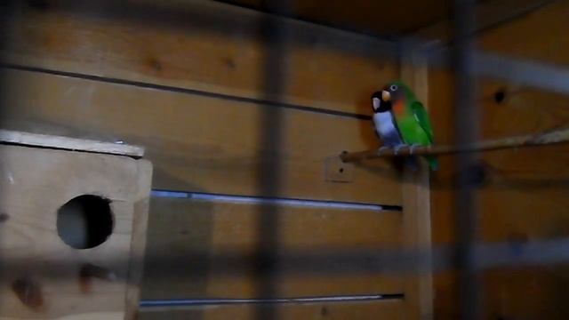 Попугаи неразлучники и канарейки. смотреть онлайн