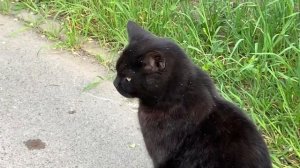 BLACK CATS. ЧЁРНЫЙ И ОПАСНЫЙ...ЧЁРНЫЙ КОТ. СМЕШНЫЕ КОТЫ. ...BLACK AND DANGEROUS...Funny JOKES