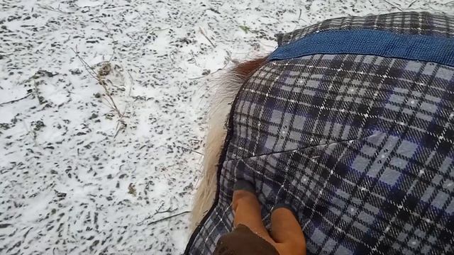 Попона / Одежда для Лошади / Мерки и Крепления смотреть онлайн