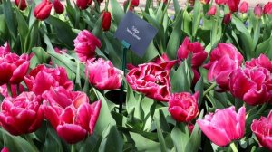 Keukenhof 2022 - Another weekend in Keukenhof Garden, more Tulips are Blooming - 4K