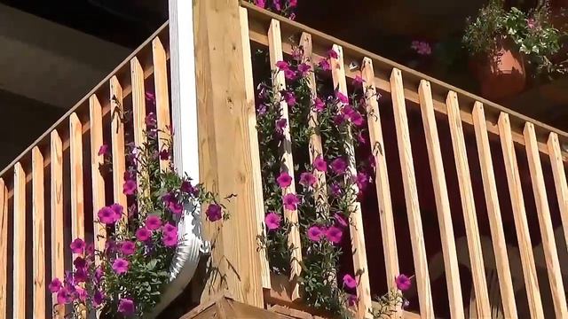 Hibiscus Cucumbers and a Midnight Snack