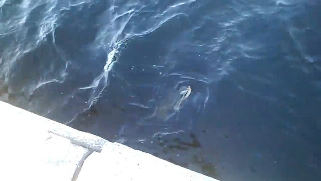 сом на джиг 3 июня 2013 смотреть онлайн